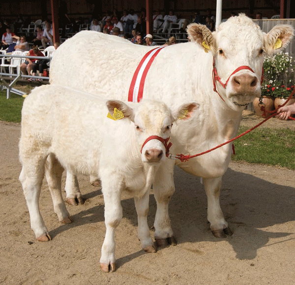 Charolais.gif