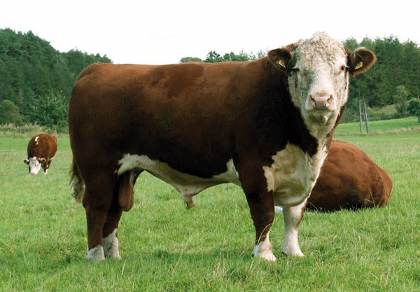 Hereford.gif