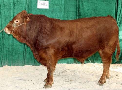 Tyrnr1402.jpg