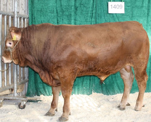 Tyrnr1409.jpg