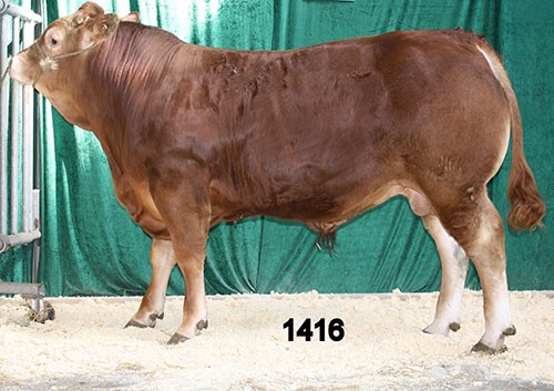 Tyr-nr-1416.jpg