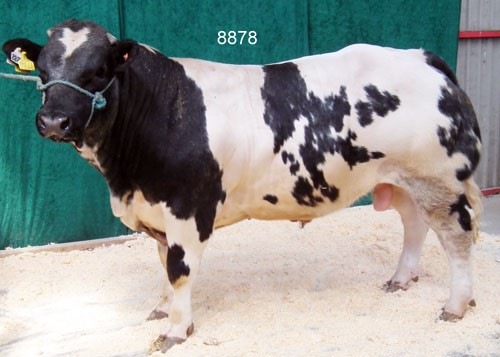 Tyr-nr-8878.jpg