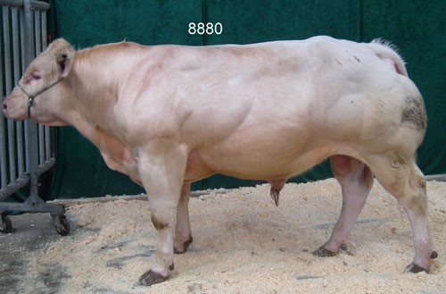 Tyr-nr-8880.jpg