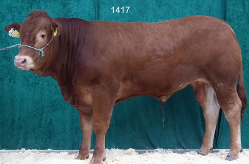 Tyr-nr-1417.jpg