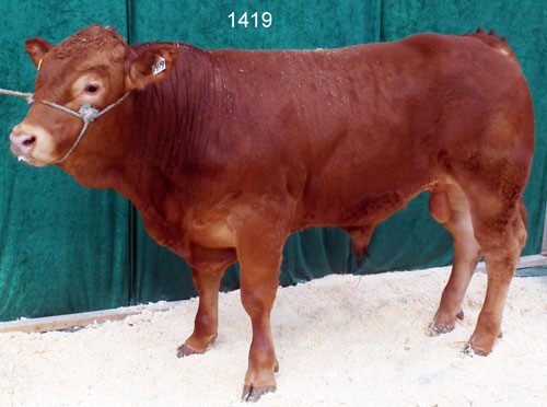 Tyr-nr-1419.jpg