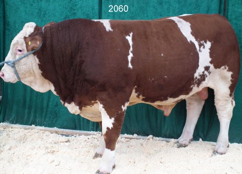 Tyr-nr-2060.jpg