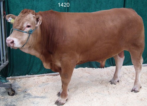 Tyr-nr-1420.jpg